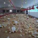 100019-منتجات-مزرعة-جامعة-سوهاج-(1)