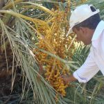 125444-منتجات-مزرعة-جامعة-سوهاج-(25)