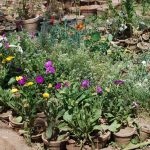 146129-منتجات-مزرعة-جامعة-سوهاج-(17)