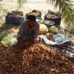 150252-منتجات-مزرعة-جامعة-سوهاج-(24)