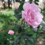 50016-منتجات-مزرعة-جامعة-سوهاج-(16)