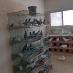 53461-منتجات-مزرعة-جامعة-سوهاج-(22)