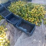 77743-منتجات-مزرعة-جامعة-سوهاج-(9)