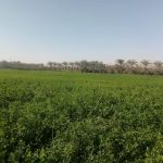 88046-منتجات-مزرعة-جامعة-سوهاج-(21)