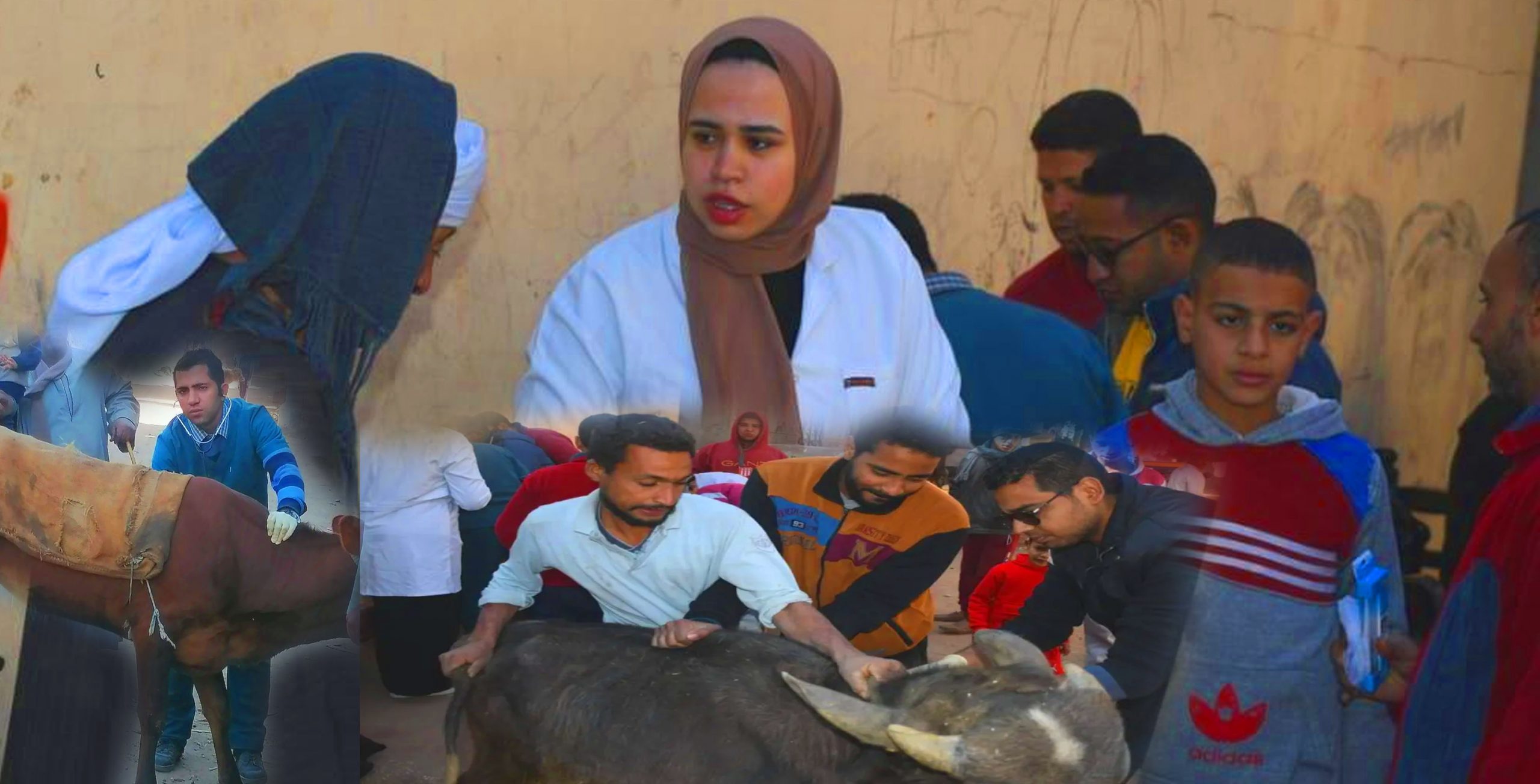 ضمن مبادرة حياة كريمة ..قافلة جامعة سوهاج البيطرية تنطلق لقرية البربا وتعالج ٢٨٠ حالة